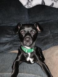 Lost Male Dog last seen It’s near Lintz General store, Granite Quarry, NC 28146