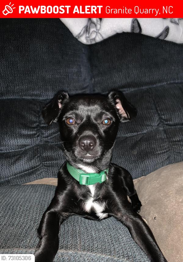 Lost Male Dog last seen It’s near Lintz General store, Granite Quarry, NC 28146