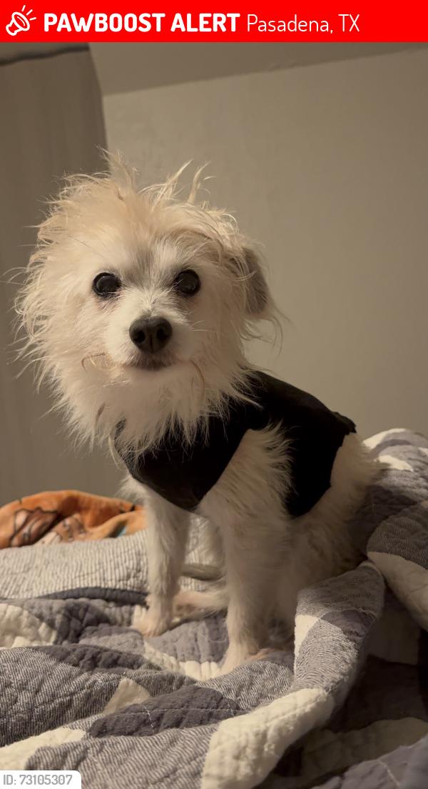 Lost Female Dog last seen CherryBrook and Dabney St., Pasadena, TX 77502