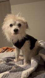 Lost Female Dog last seen CherryBrook and Dabney St., Pasadena, TX 77502
