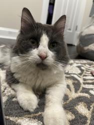 Found/Stray Male Cat last seen Near N Clark St, Chicago, IL 60626, Chicago, IL 60626