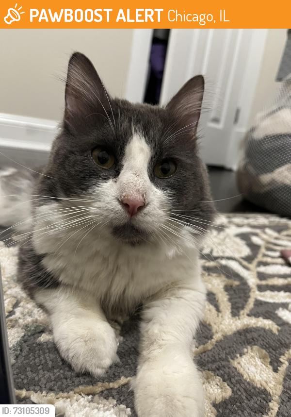Found/Stray Male Cat last seen Near N Clark St, Chicago, IL 60626, Chicago, IL 60626