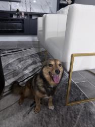 Lost Male Dog last seen Preserve Park, Harris County, TX 77389