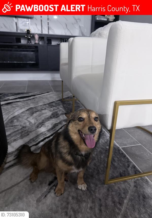 Lost Male Dog last seen Preserve Park, Harris County, TX 77389
