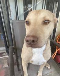 Reunited Male Dog last seen Mullins and willowbend, Houston, TX 77096