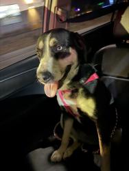 Lost Female Dog last seen Nellis and Vegas valley, Las Vegas, NV 89142