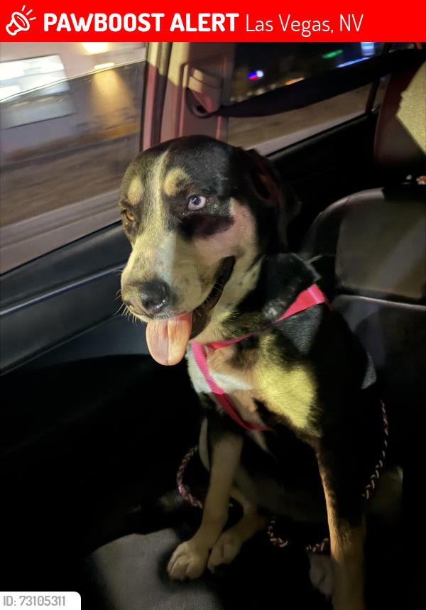 Lost Female Dog last seen Nellis and Vegas valley, Las Vegas, NV 89142
