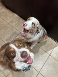 Reunited Male Dog last seen Green Meadow Street, Killeen, TX 76549