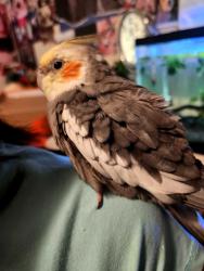 Found/Stray Unknown Bird last seen Cordon Rd, Keizer, OR 97307