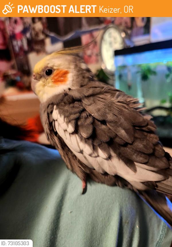 Found/Stray Unknown Bird last seen Cordon Rd, Keizer, OR 97307