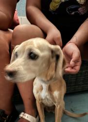 Found/Stray Female Dog last seen Church, Baseline, Highland, CA 92346
