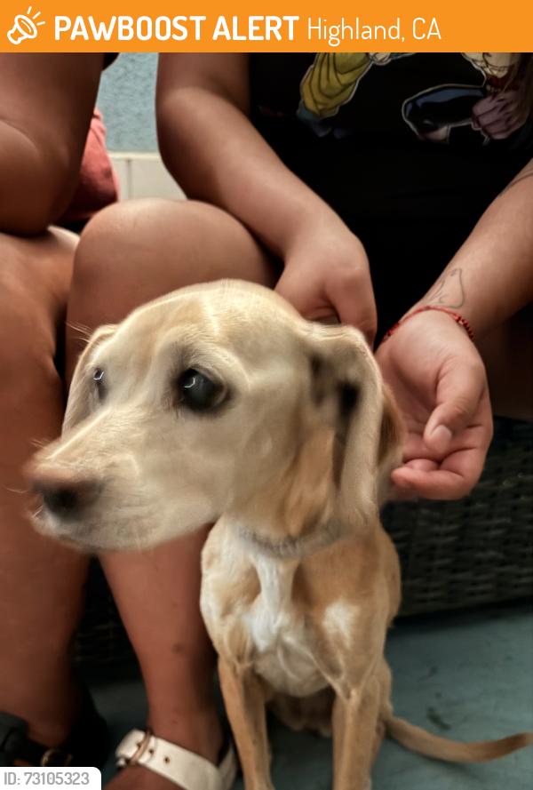 Found/Stray Female Dog last seen Church, Baseline, Highland, CA 92346