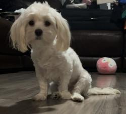 Reunited Female Dog last seen Near Illinois Ave, New Port Richey, FL 34652