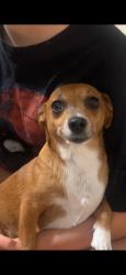 Reunited Female Dog last seen Near 33rd St, Lubbock, TX 79410, USA, Lubbock, TX 79410