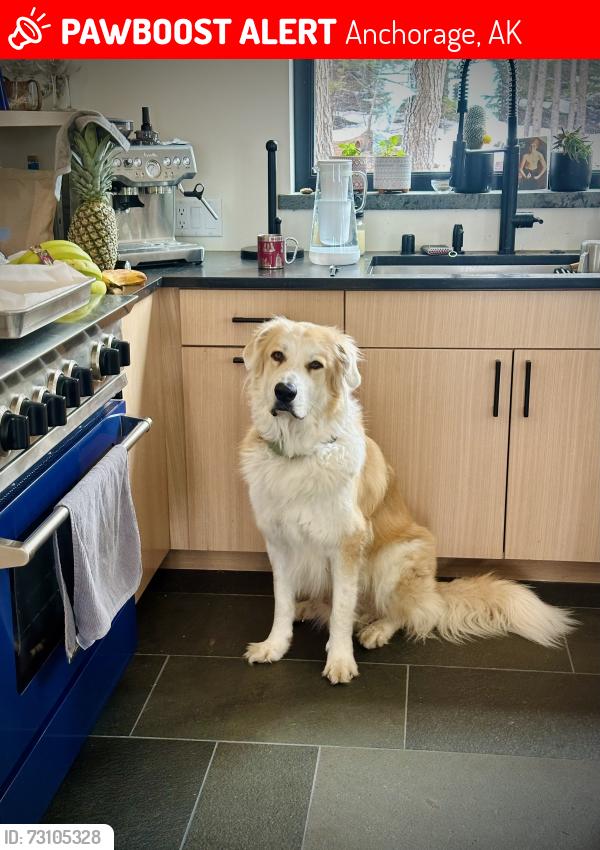 Lost Male Dog last seen Ginami St and Upper Huffman, Anchorage, AK 99516