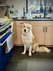 Lost Male Dog last seen Ginami St and Upper Huffman, Anchorage, AK 99516