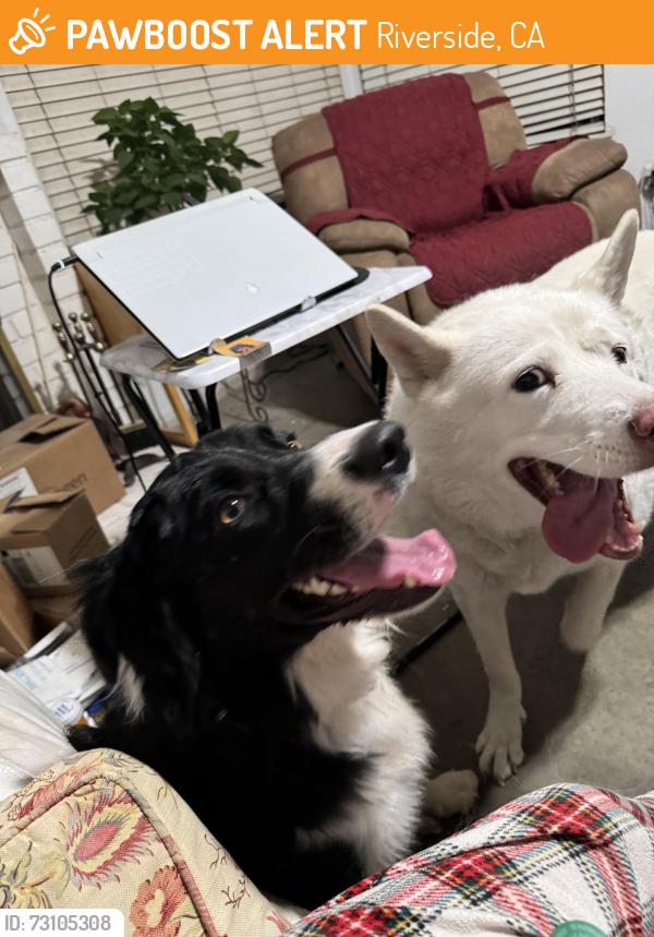 Found/Stray Male Dog last seen Verona and Tyler, Riverside, CA 92503