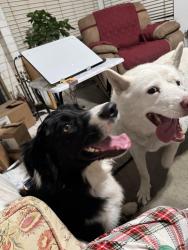 Found/Stray Male Dog last seen Verona and Tyler, Riverside, CA 92503