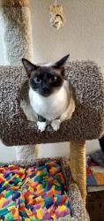Reunited Female Cat last seen Tami Loop Drive, Wilsonville, OR 97070