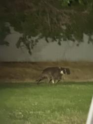 Found/Stray Unknown Dog last seen Roaming behind East Valley Walmart, Yakima, WA 98901