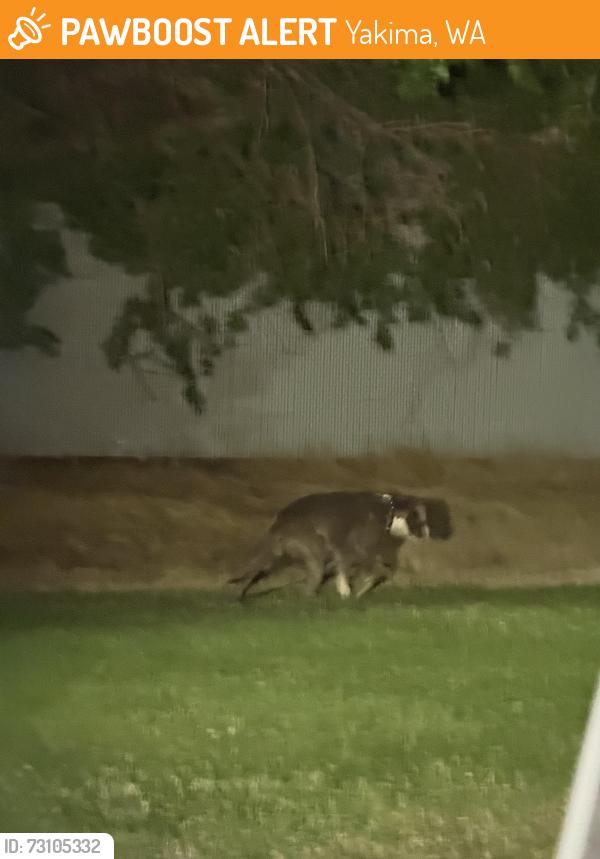 Found/Stray Unknown Dog last seen Roaming behind East Valley Walmart, Yakima, WA 98901