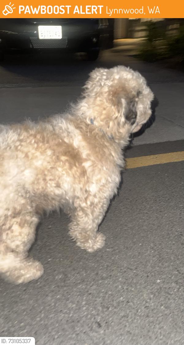 Found/Stray Male Dog last seen Near 148th st Sw Lynnwood, Lynnwood, WA 98087
