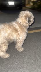 Found/Stray Male Dog last seen Near 148th st Sw Lynnwood, Lynnwood, WA 98087