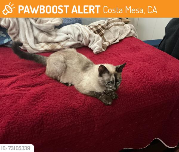 Found/Stray Unknown Cat last seen Fairview and Baker, Costa Mesa, CA 92626