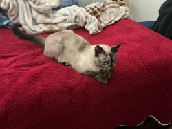 Found/Stray Unknown Cat last seen Fairview and Baker, Costa Mesa, CA 92626