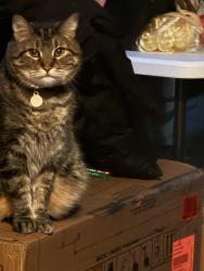 Lost Male Cat last seen Ascension hosp, Racine, WI 53405