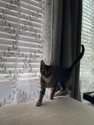 Lost Female Cat last seen N Escondido blvd, Escondido, CA 92046