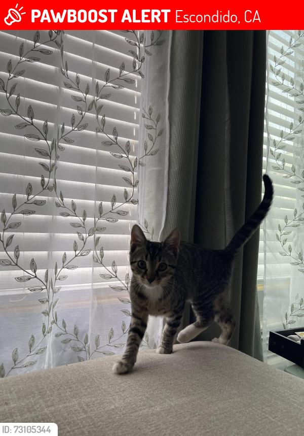 Lost Female Cat last seen N Escondido blvd, Escondido, CA 92046