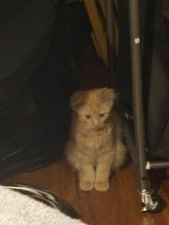 Found/Stray Unknown Cat last seen Fairview and Baker, Costa Mesa, CA 92626