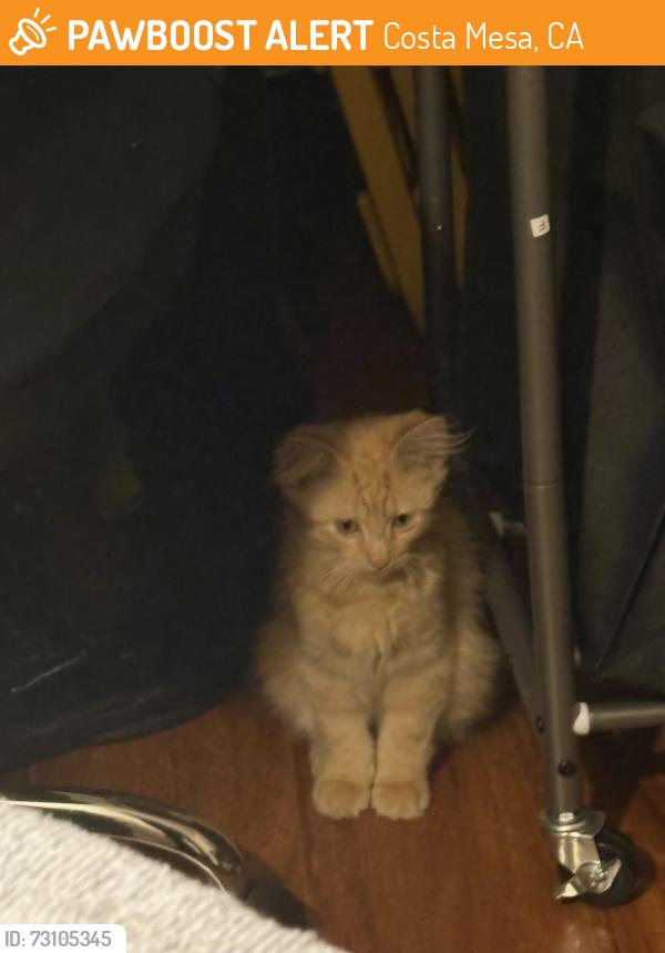 Found/Stray Unknown Cat last seen Fairview and Baker, Costa Mesa, CA 92626