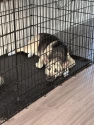 Reunited Male Dog last seen Ronald Reagan and 27 , Davenport, FL 33896