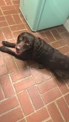 Found/Stray Male Dog last seen Westwood Dr, Valdosta, GA 31602