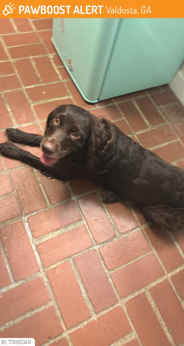 Found/Stray Male Dog last seen Westwood Dr, Valdosta, GA 31602
