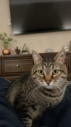 Lost Male Cat last seen Rock springs road, Escondido, CA 92026