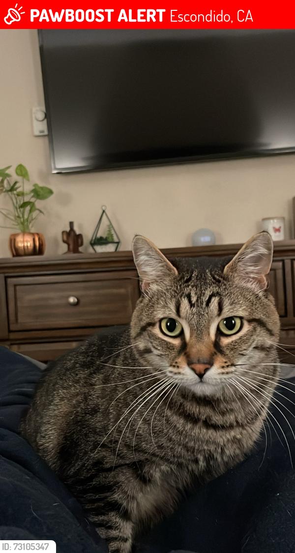 Lost Male Cat last seen Rock springs road, Escondido, CA 92026