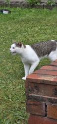 Reunited Male Cat last seen Buckingham Road, Cheadle Hulme, England 