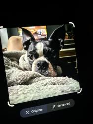 Reunited Male Dog last seen Eastern and Ion, Henderson, NV 89074