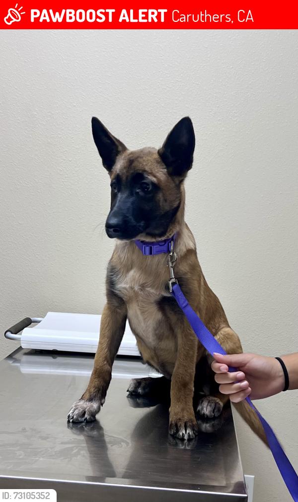 Lost Female Dog last seen Henderson rd and mountain view, Caruthers, CA 93609