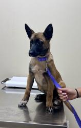 Lost Female Dog last seen Henderson rd and mountain view, Caruthers, CA 93609