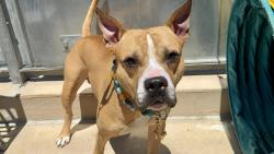 Shelter Stray Male Dog last seen Near Grandview Avenue, STATEN ISLAND, NY, 10303, 3139 Veterans Rd W, Staten Island, NY 10309, USA