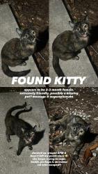 Found/Stray Female Cat last seen St. Aug Ampitheatre, St. Augustine, FL 32080
