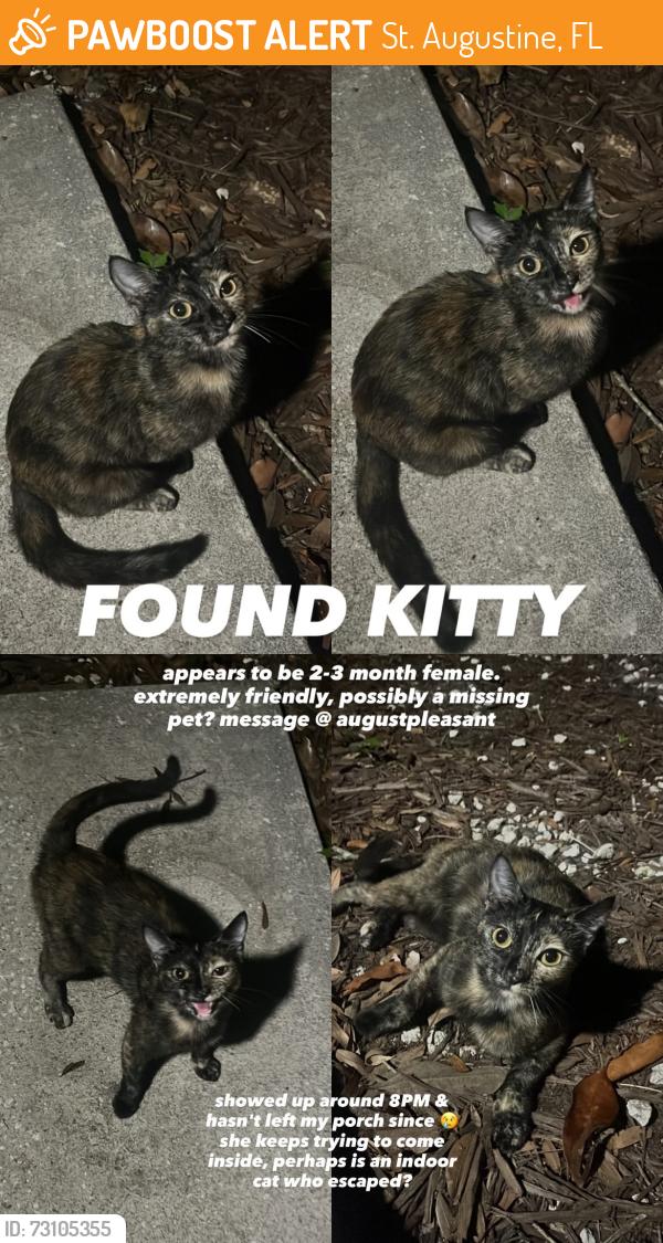 Found/Stray Female Cat last seen St. Aug Ampitheatre, St. Augustine, FL 32080