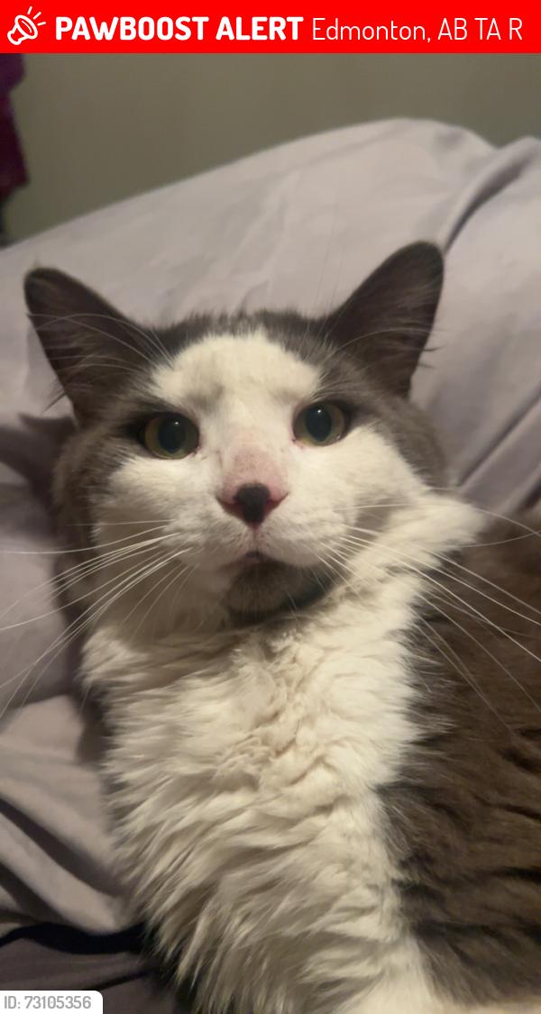 Lost Male Cat last seen Steele height junior high, Edmonton, AB T5A 3R3