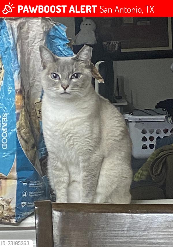 Lost Female Cat last seen Paschall elementary school, San Antonio, TX 78244