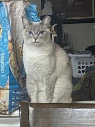 Lost Female Cat last seen Paschall elementary school, San Antonio, TX 78244