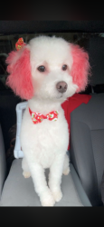 Reunited Female Dog last seen Bryant st in front of the church, Benbrook, TX 76126